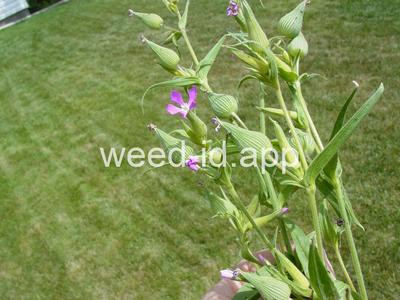 catchfly, cone