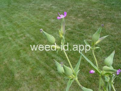 catchfly, cone