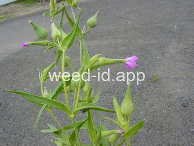 catchfly, cone