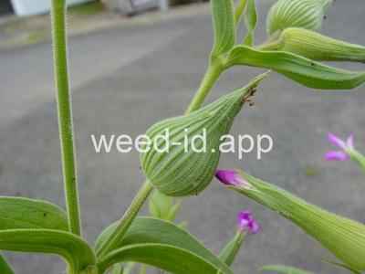 catchfly, cone