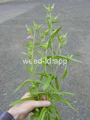 catchfly, cone