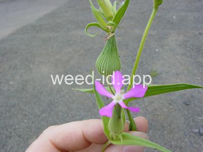 catchfly, cone