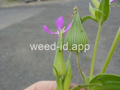 catchfly, cone