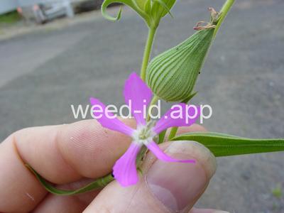 catchfly, cone