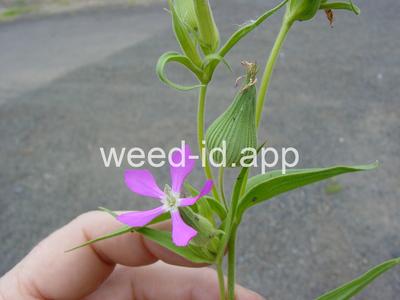 catchfly, cone