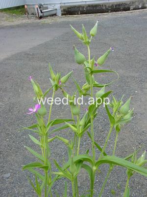 catchfly, cone