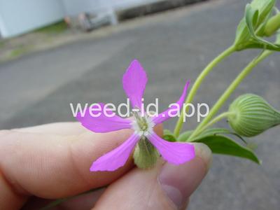 catchfly, cone