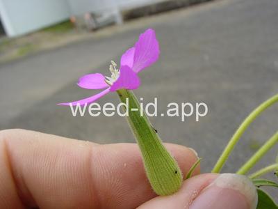 catchfly, cone