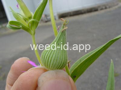 catchfly, cone