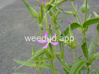 catchfly, cone