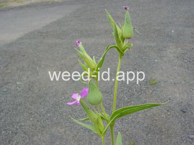 catchfly, cone