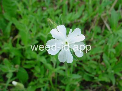 campion, white