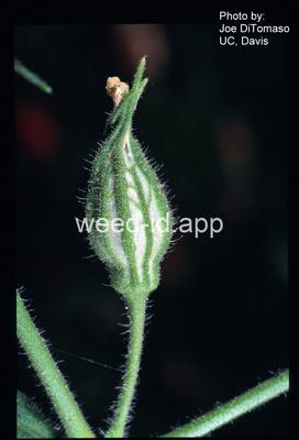 catchfly, nightflowering