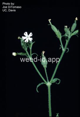 catchfly, nightflowering