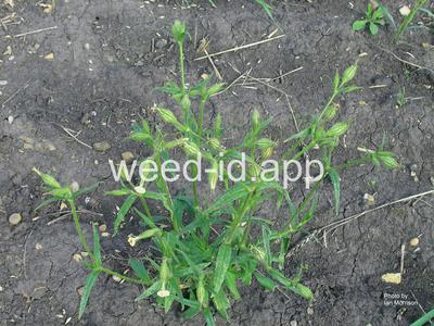 catchfly, nightflowering
