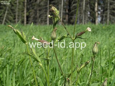 catchfly, nightflowering
