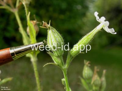 catchfly, nightflowering