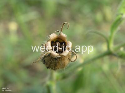 catchfly, nightflowering