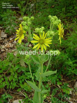 rosinleaf, wholeleaf