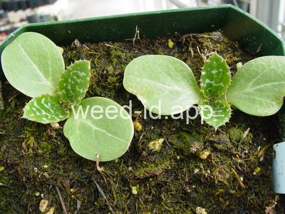 milkthistle, blessed