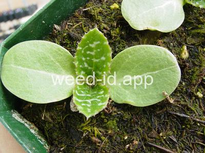 milkthistle, blessed