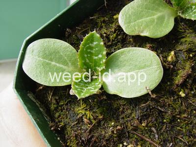 milkthistle, blessed