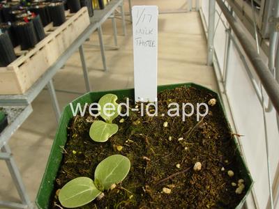 milkthistle, blessed