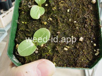 milkthistle, blessed