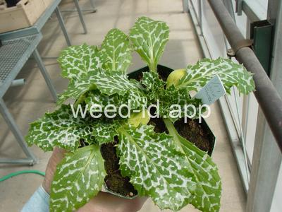 milkthistle, blessed