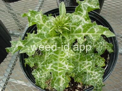 milkthistle, blessed