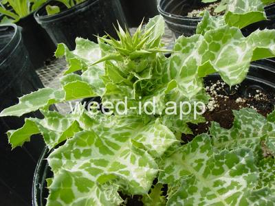 milkthistle, blessed