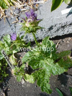 milkthistle, blessed