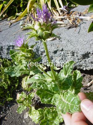 milkthistle, blessed