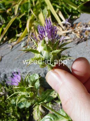 milkthistle, blessed