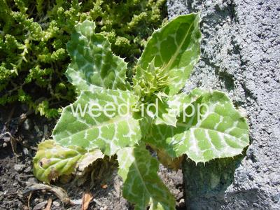 milkthistle, blessed