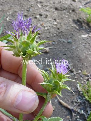 milkthistle, blessed