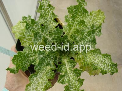 milkthistle, blessed