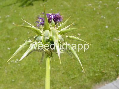 milkthistle, blessed