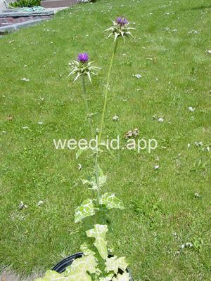 milkthistle, blessed