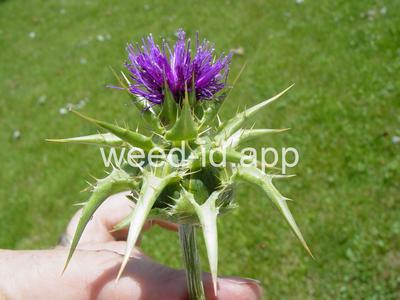 milkthistle, blessed