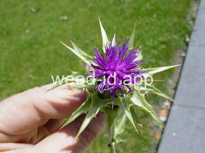 milkthistle, blessed