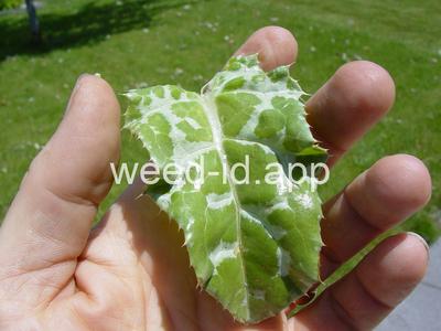 milkthistle, blessed