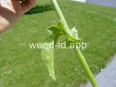 milkthistle, blessed