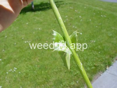 milkthistle, blessed