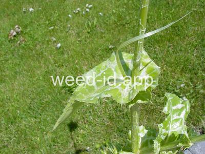 milkthistle, blessed