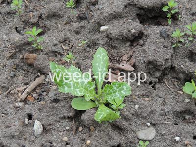 milkthistle, blessed