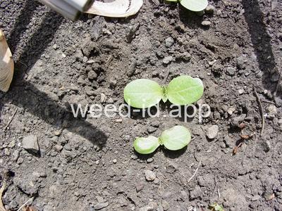 milkthistle, blessed