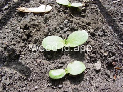 milkthistle, blessed