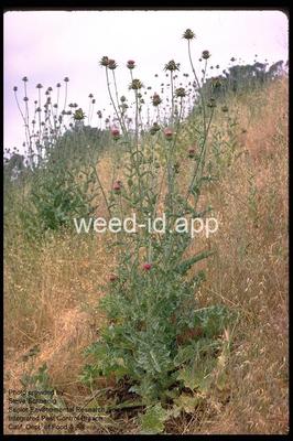 milkthistle, blessed