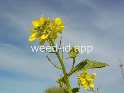 mustard, wild